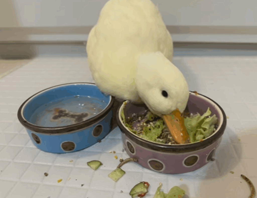 美味しそうにごはんを食べます（＠callduck_kiraさんより提供）