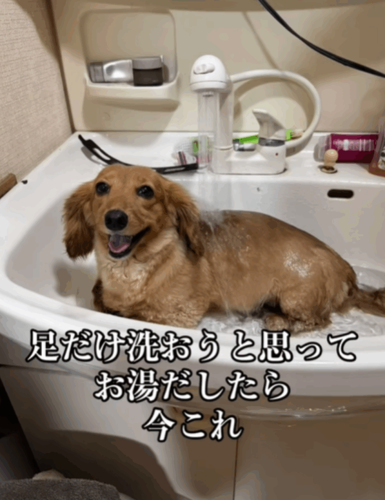 とても気持ちよさそうな表情をしています（@momo.mugi.aruさんより提供）