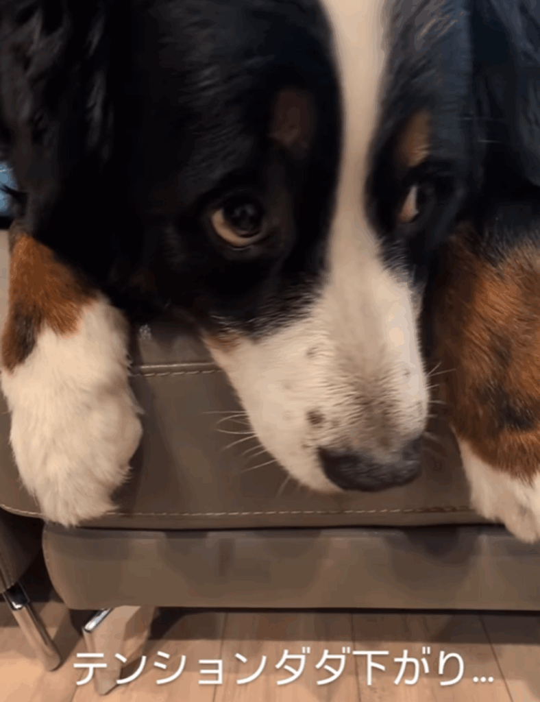 テンション下げ…（@harryhappyberneseさんより提供）