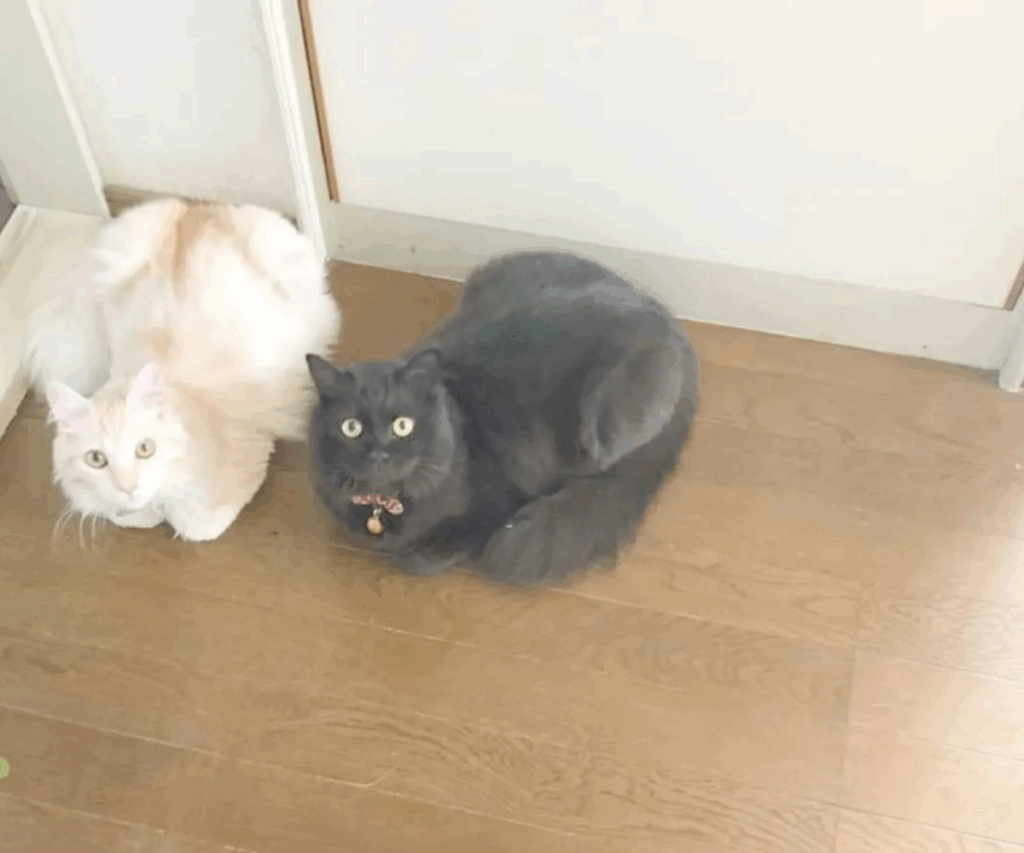 現在の様子（＠muni_muni0221さんより提供）