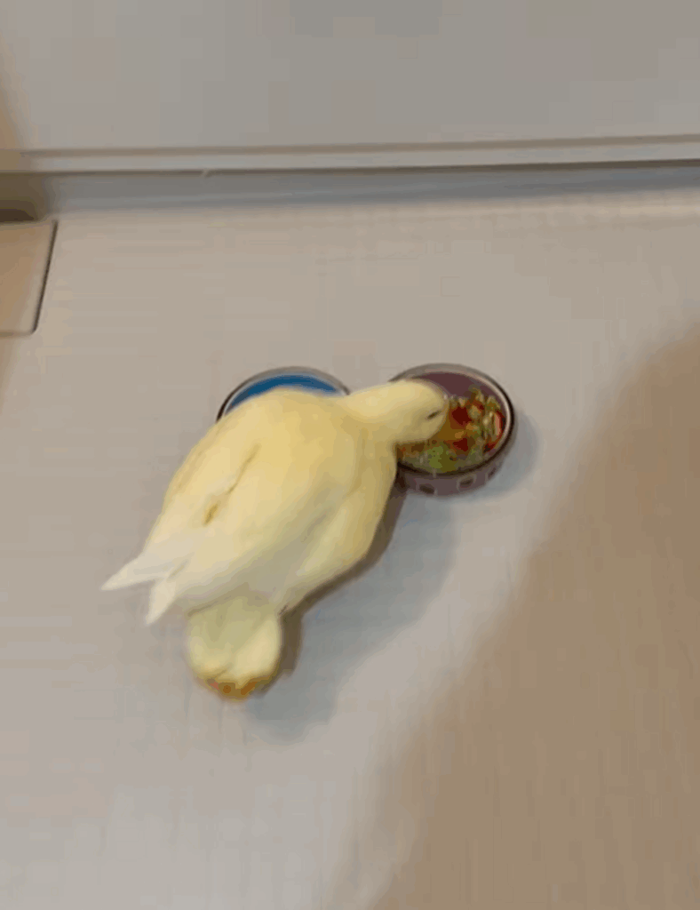 ごはんにたどり着きました（＠callduck_kiraさんより提供）