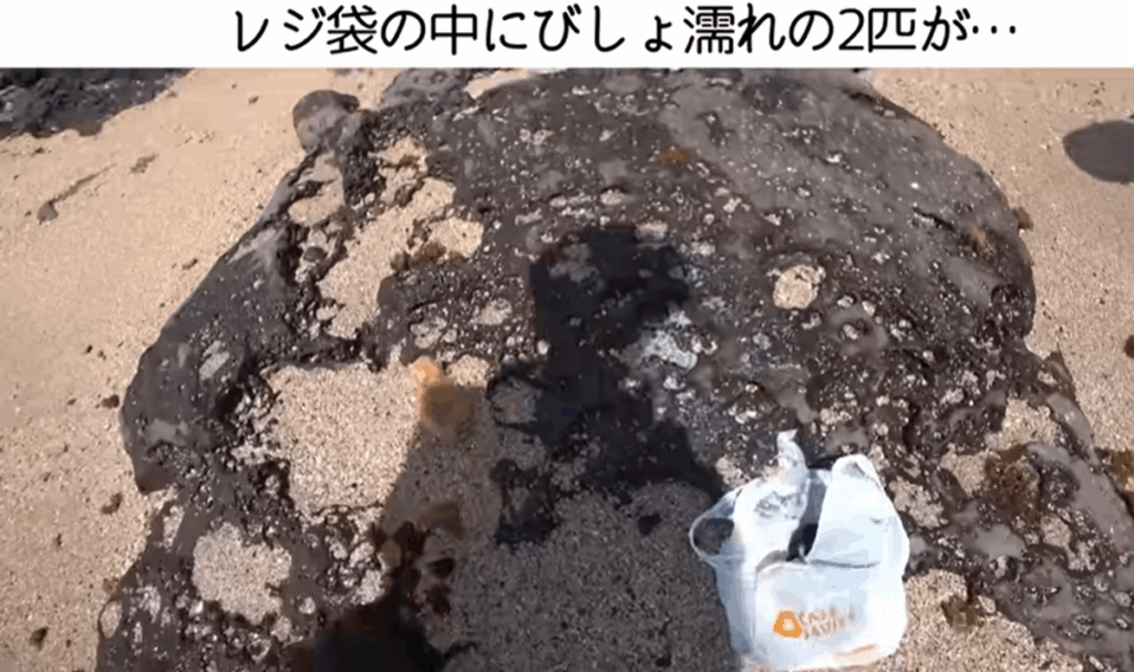 レジ袋の中に入れられた子猫（＠ヒミツキチチャンネルさんより提供）