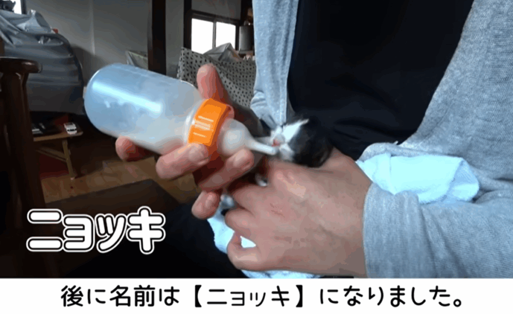 ニョッキくん（＠ヒミツキチチャンネルさんより提供）