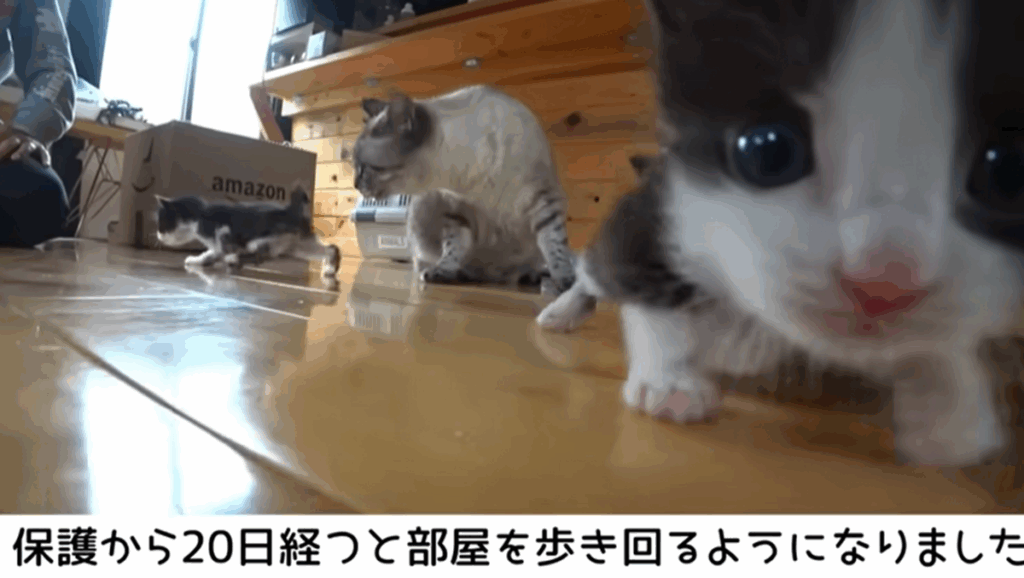 20日後には歩き回るように（＠ヒミツキチチャンネルさんより提供）