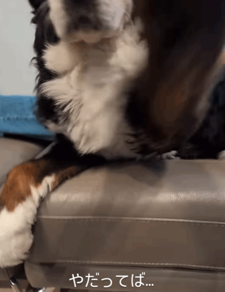 嫌がって手を伸ばします（@harryhappyberneseさんより提供）