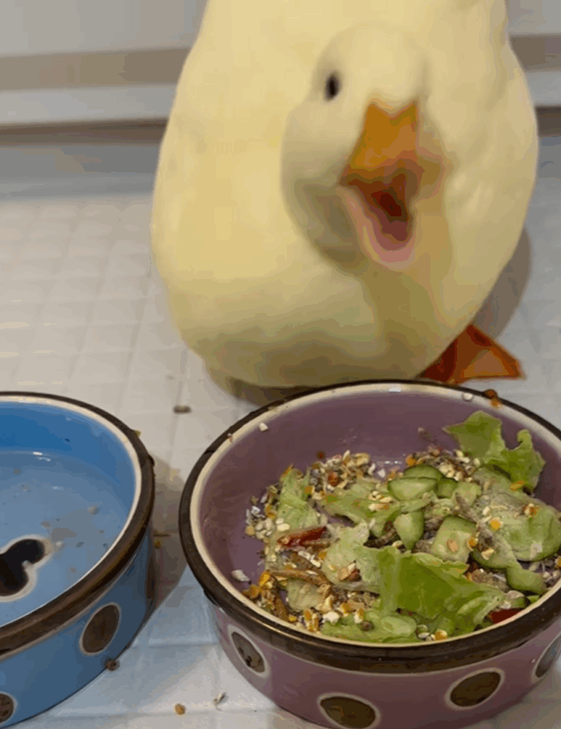 まるで「おいしい！」と言っているようです（＠callduck_kiraさんより提供）