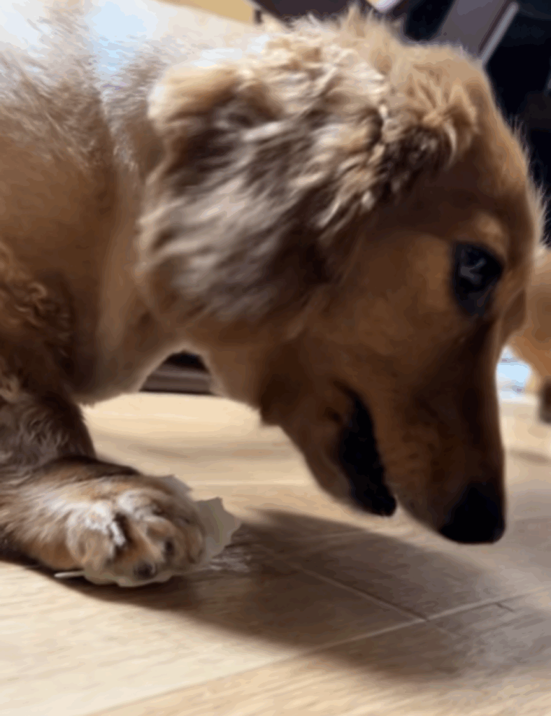 家族の癒し担当です（@momo.mugi.aruさんより提供）