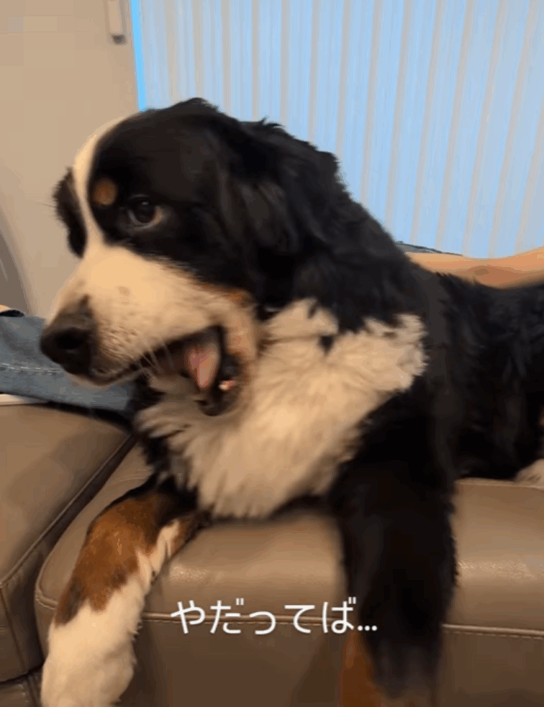 あくびもかわいい（@harryhappyberneseさんより提供）