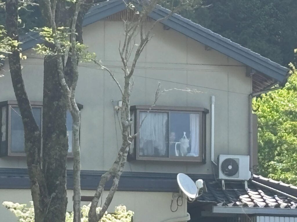 窓から見ているルーチェくん（＠borde_luceさんより提供）