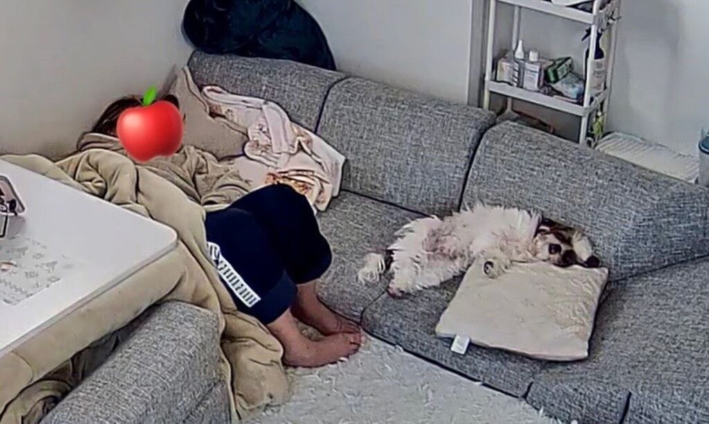 ペットカメラの様子（＠sime_harituruさんより提供）