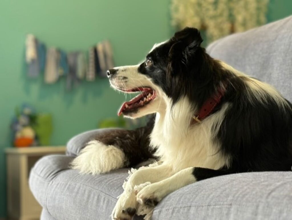 普段のルーチェくん（＠borde_luceさんより提供）