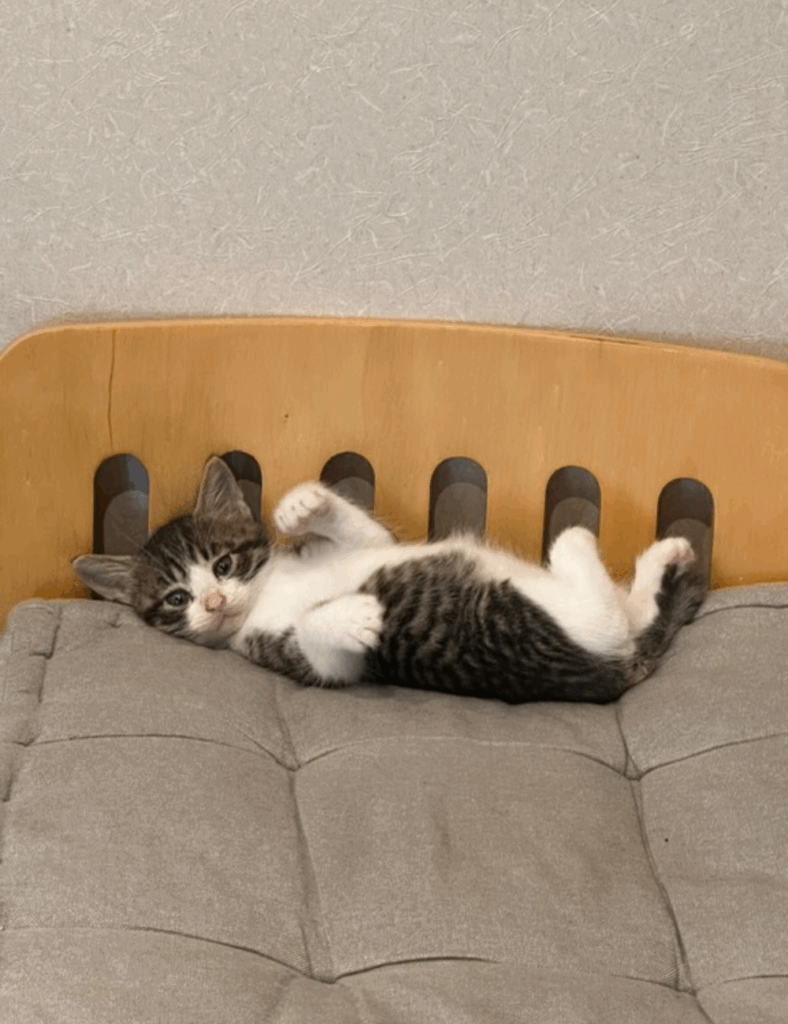 ベッドにあおむけになりながらカメラ目線（@koban0726turuhime1129さんより提供）