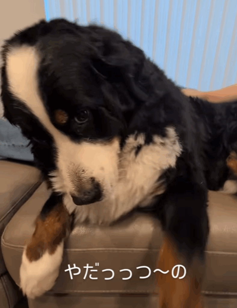 お風呂やだ…（@harryhappyberneseさんより提供）