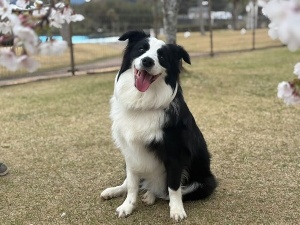 お座りするルーチェくん（＠borde_luceさんより提供）