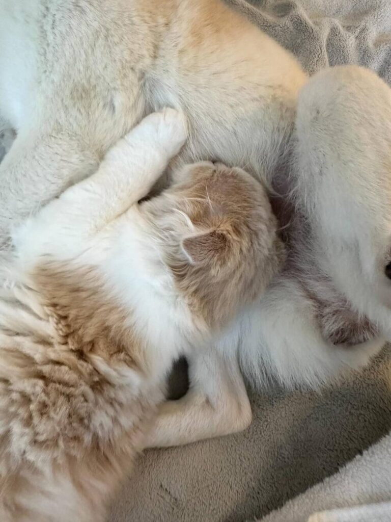 犬のおっぱいを猫が…？（@utatama07151211さんより提供）