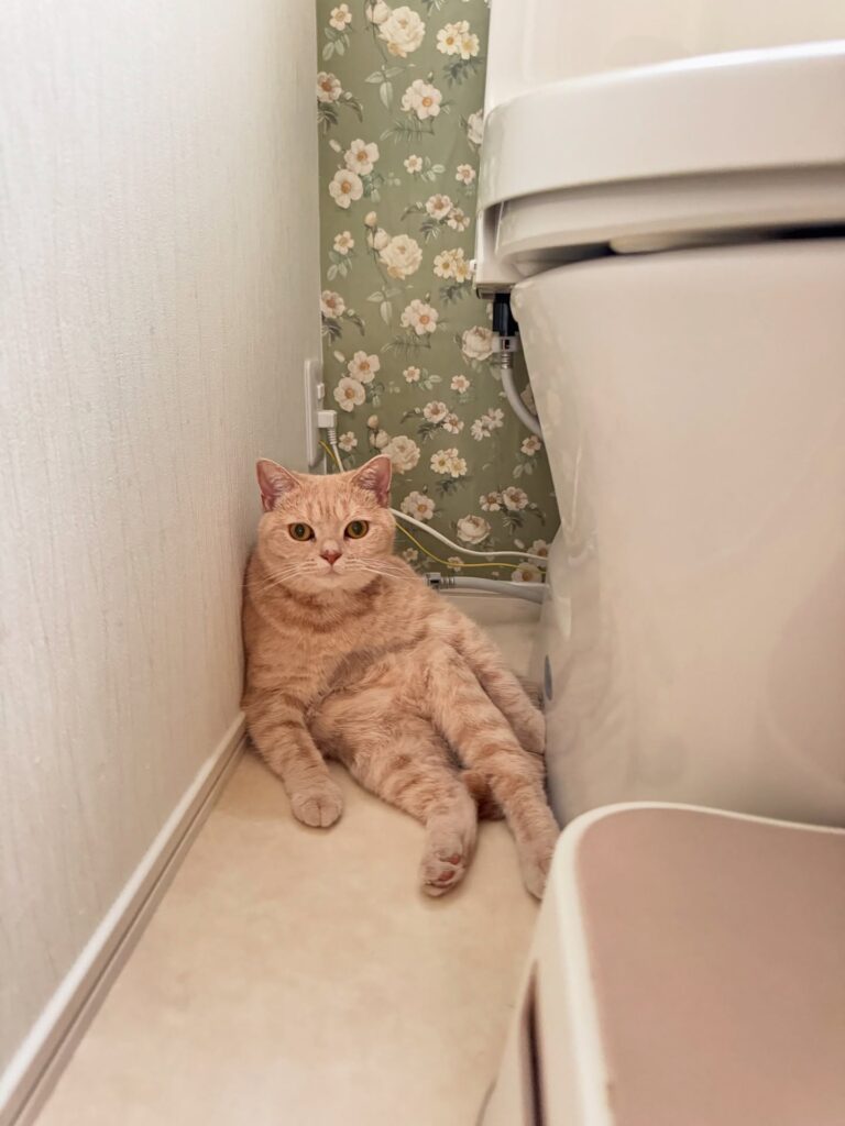 トイレに座るピノちゃん（@nonowa.1212さんより提供）