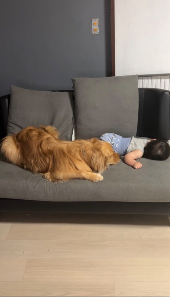 同じ格好でおひるね（@pino_abema2さんより提供）