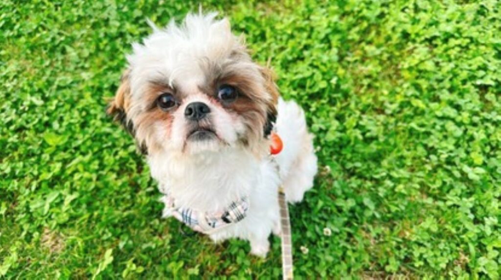 【実際の写真5枚】　カメラに写った様子