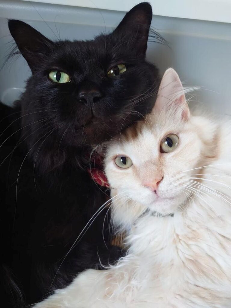 なすくんとねぎくん（＠muni_muni0221さんより提供）