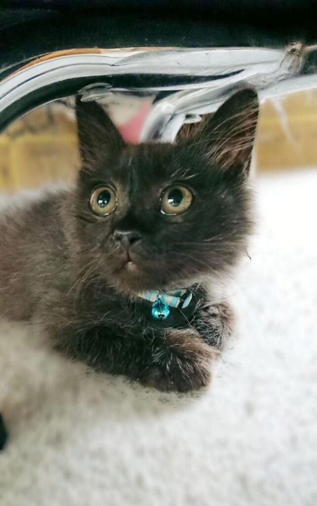 なすくん（＠muni_muni0221さんより提供）