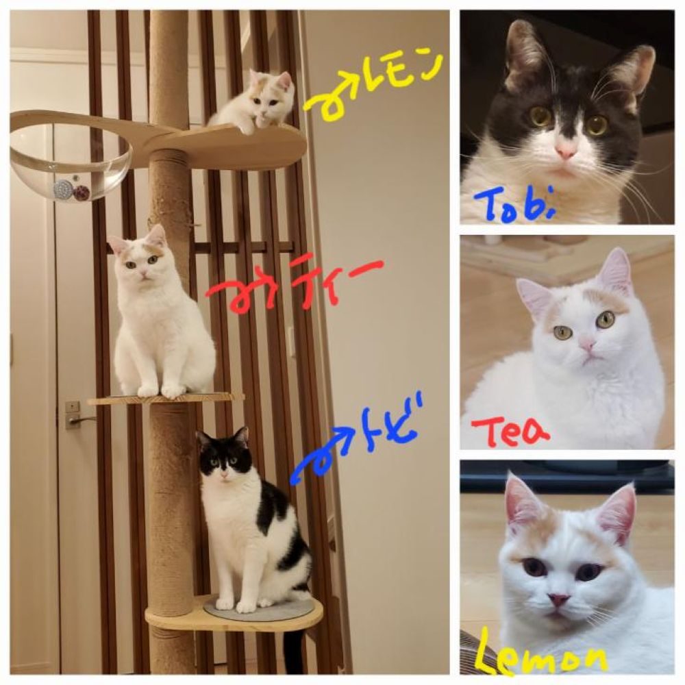 3匹の猫ちゃん①（＠mayuneko_teaさんより提供）