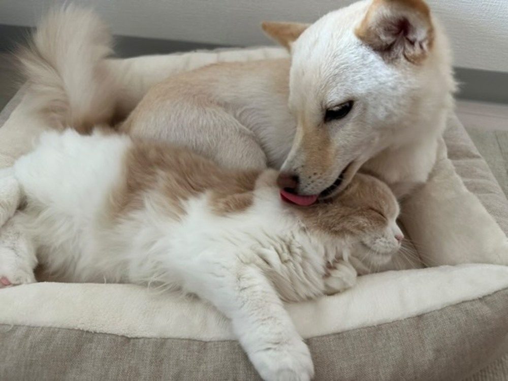 たまちゃんを優しくなめるうたちゃん（@utatama07151211さんより提供）