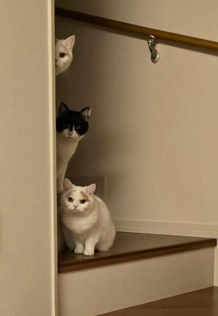 3匹の猫ちゃん②（＠mayuneko_teaさんより提供）