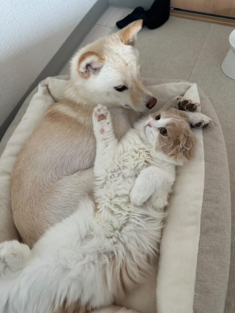 姉妹というより親子関係（@utatama07151211さんより提供）