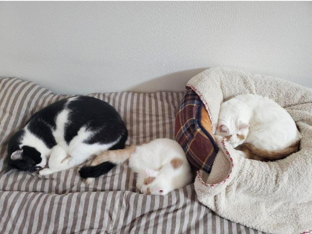 3匹の猫ちゃん③（＠mayuneko_teaさんより提供）