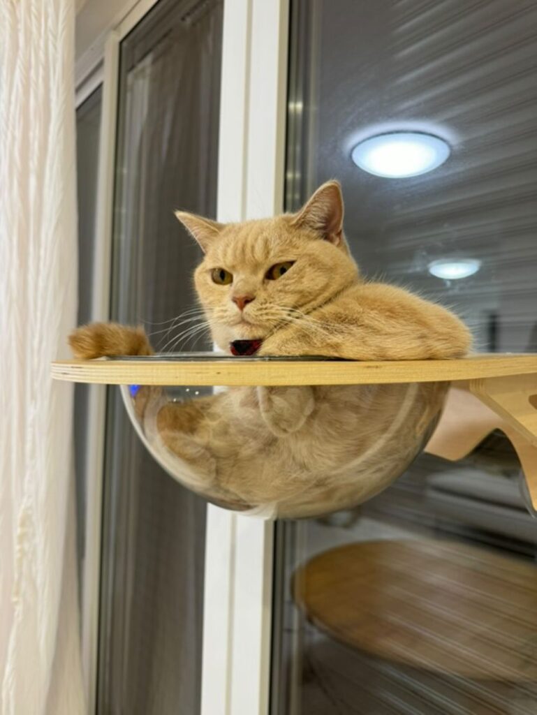 肘をおくピノちゃん（@nonowa.1212さんより提供）