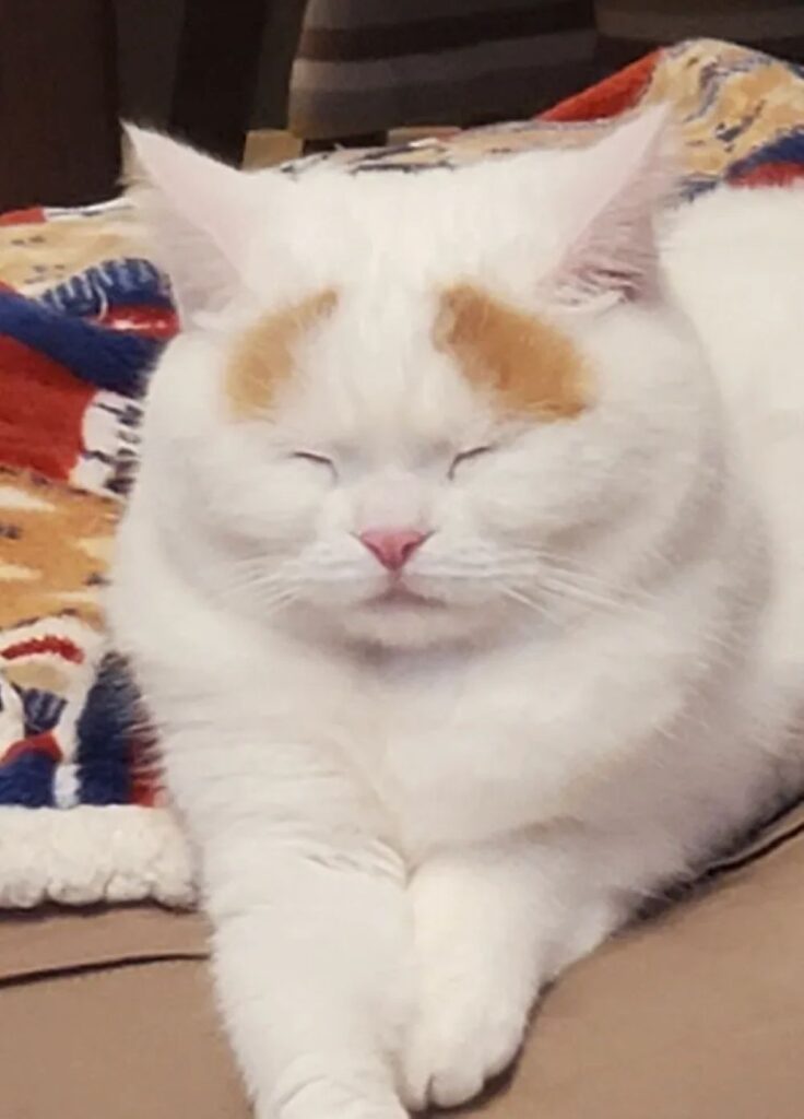 5歳の頃（＠mayuneko_teaさんより提供）