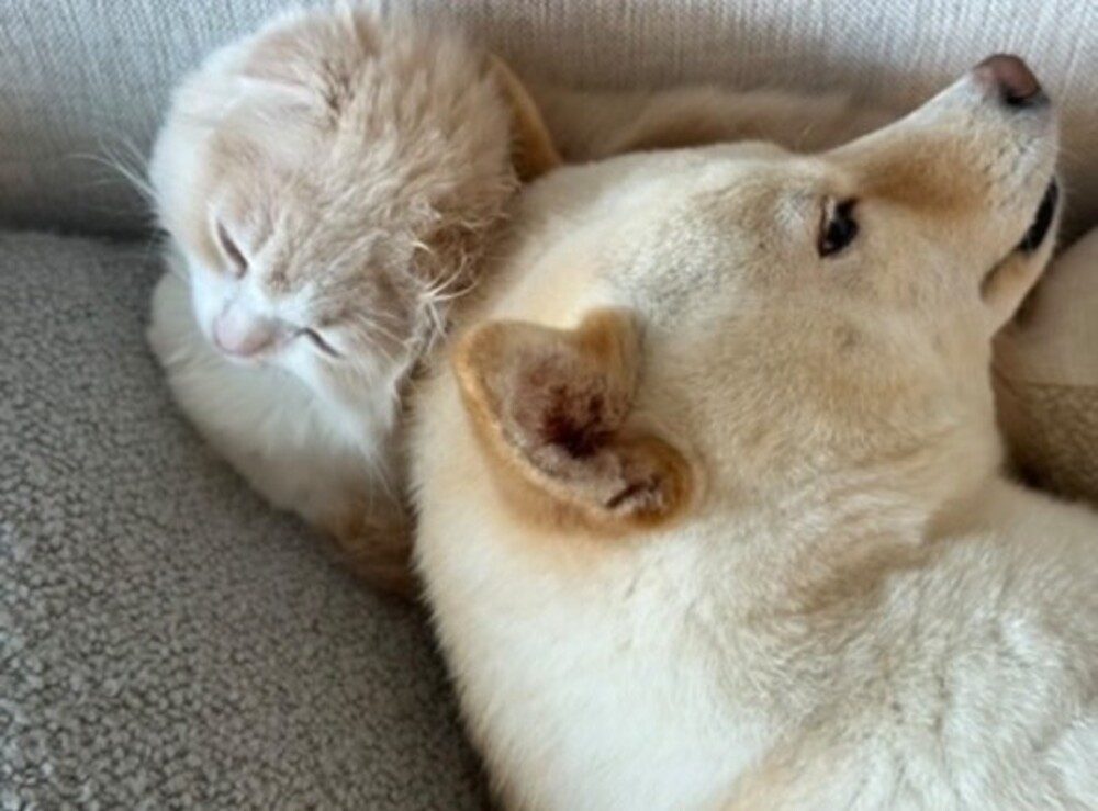 【実際の写真5枚】　飼い主さんが見た光景