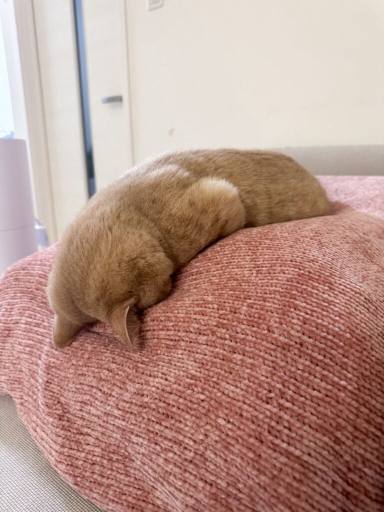 【実際の写真6枚】　　投稿者さんが見た光景