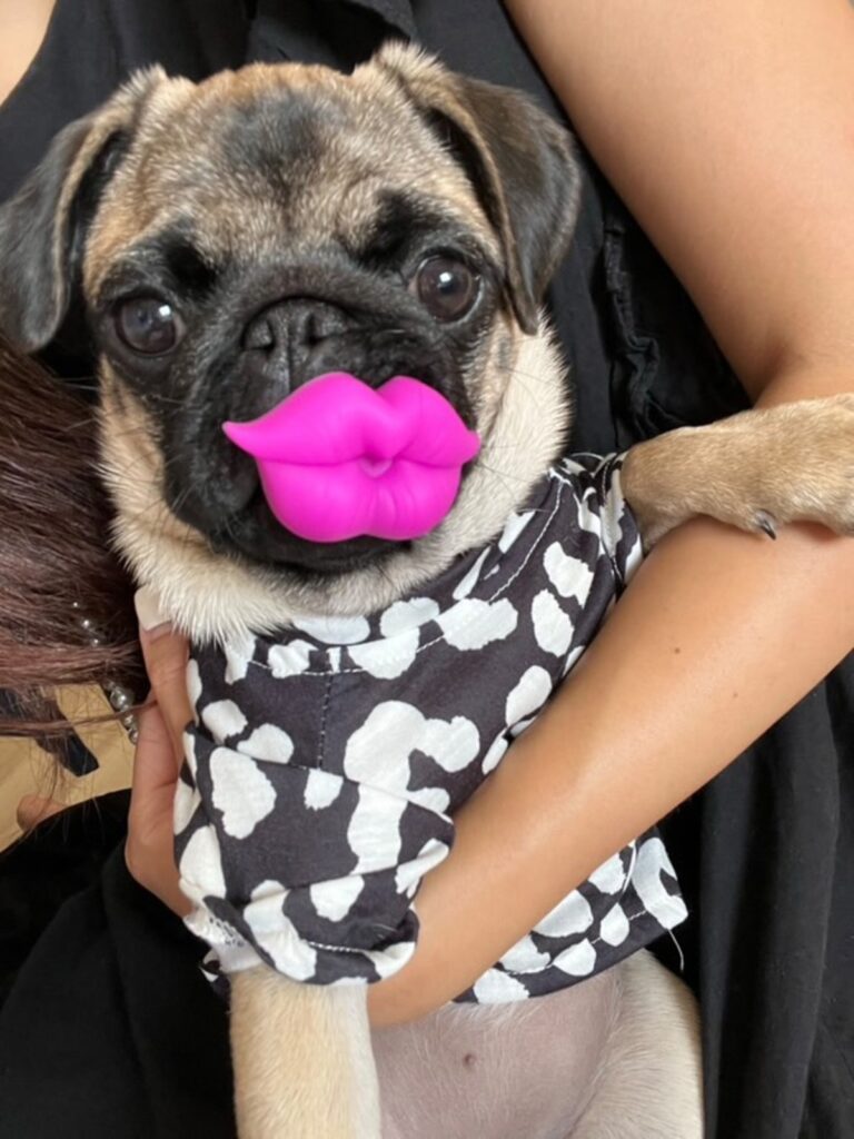 お気に入りのおもちゃ（@nicomaru_pugさんより提供）