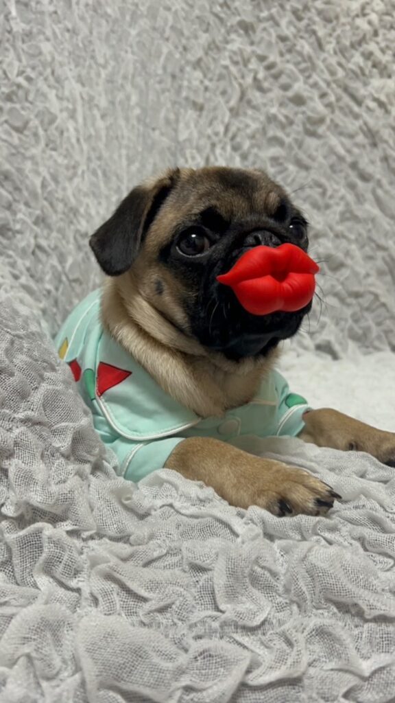 こちらのくちびるもセクシー（@nicomaru_pugさんより提供）