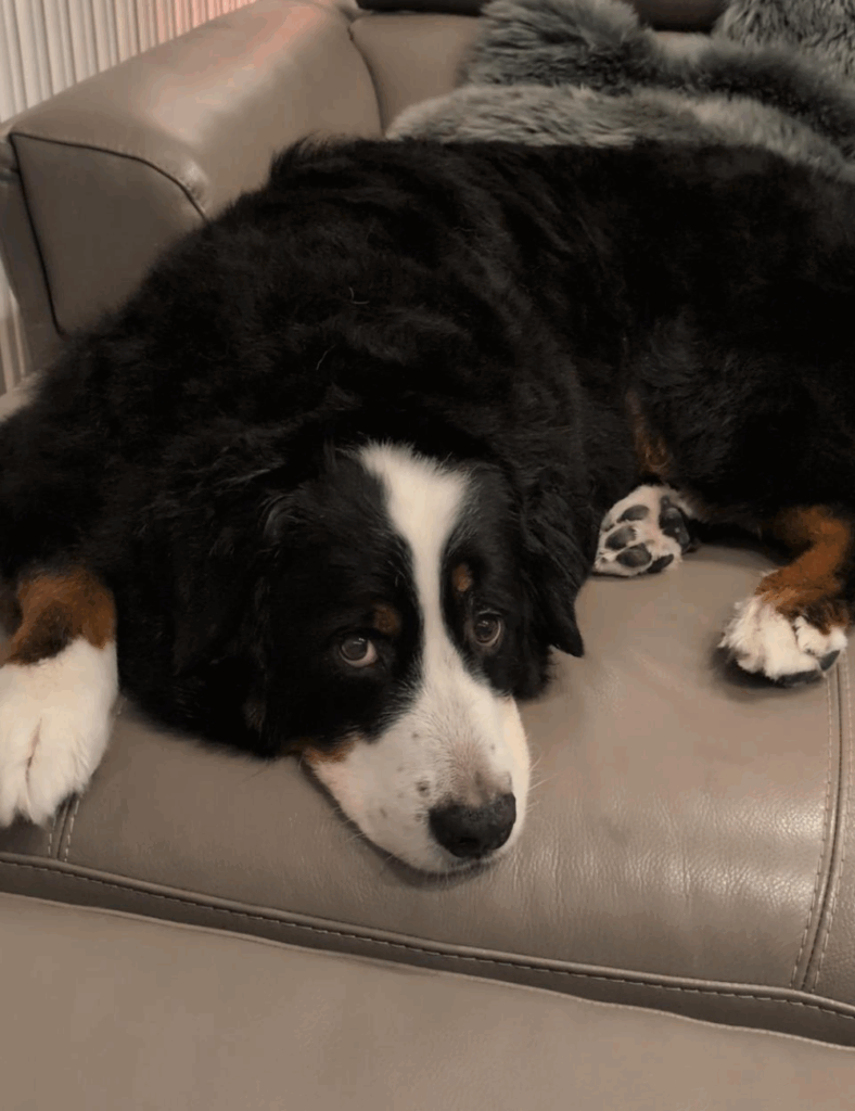 普段から表情豊か（@harryhappyberneseさんより提供）