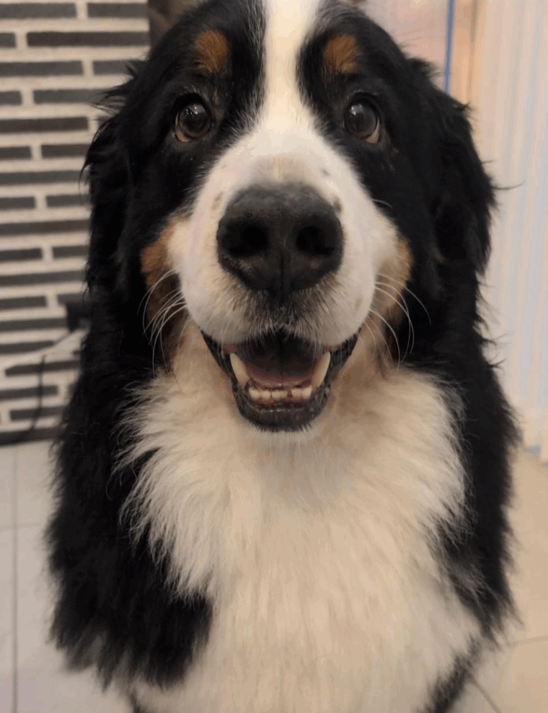 アウトドアも行ってみたい（@harryhappyberneseさんより提供）