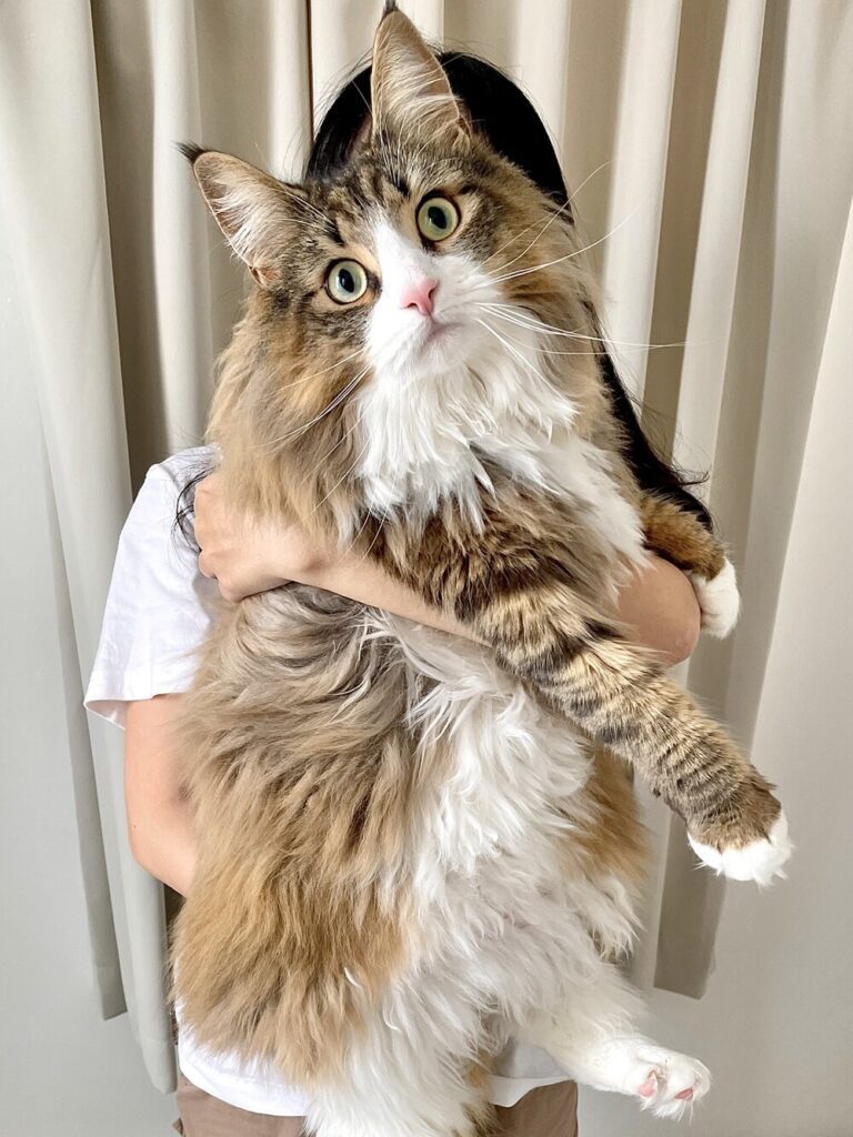 エイプリルフール生まれのしろあんちゃん（@shiroan_chanさんより提供）