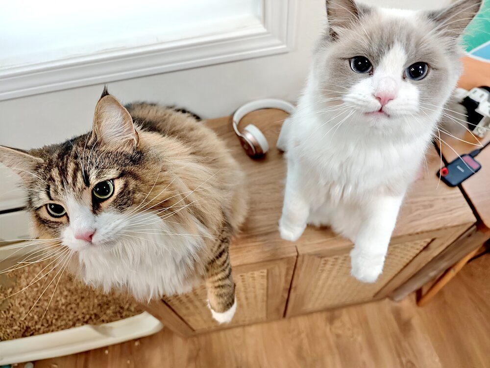 2匹同時に抱っこをおねだり（@shiroan_chanさんより提供）