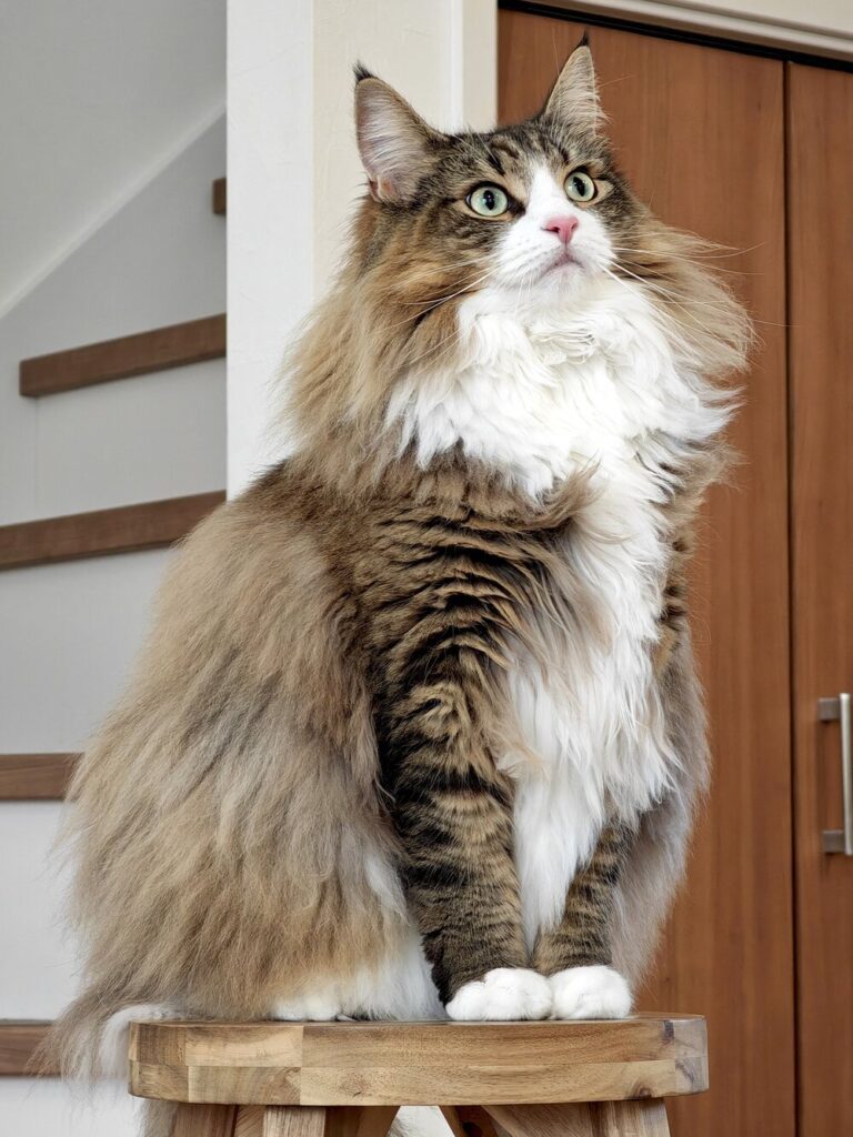 【実際の写真5枚】　飼い主さんが見た光景