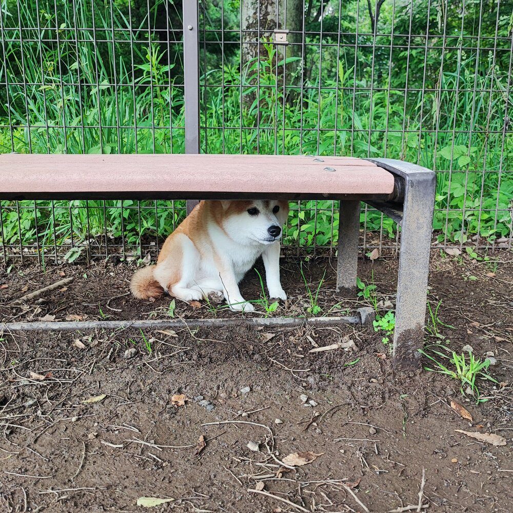 ベンチの下から動かない…（@juntoraikuraさんより提供）