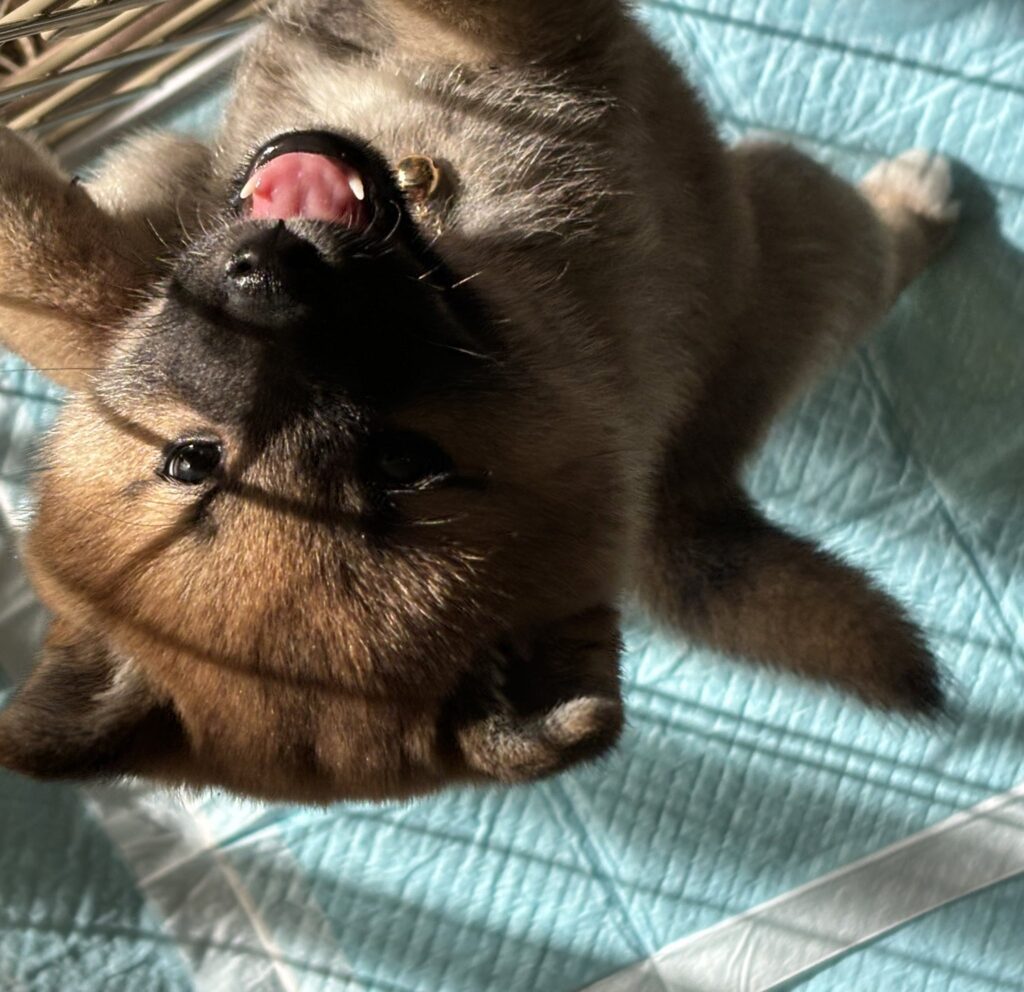 子犬の頃③（＠u_shibawankoさんより提供）