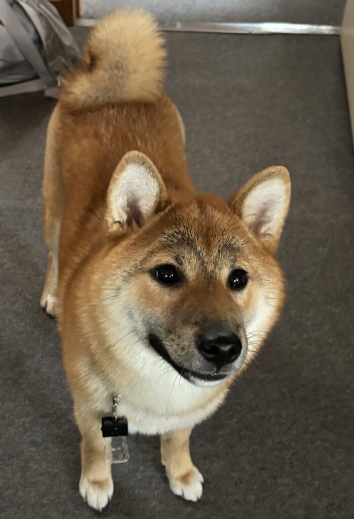 成長した様子（＠u_shibawankoさんより提供）