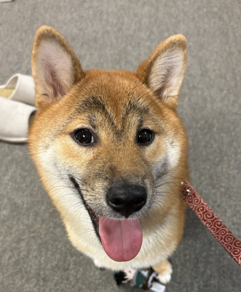 大きくなると…（＠u_shibawankoさんより提供）