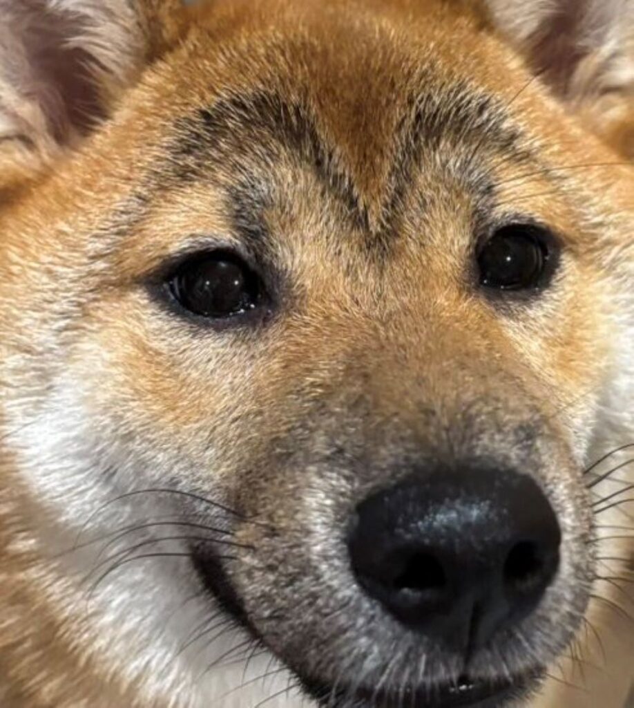 立派な眉に見えます（＠u_shibawankoさんより提供）