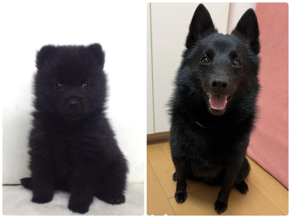 小熊から立派なワンちゃんに…？（@gomame0210さんより提供）