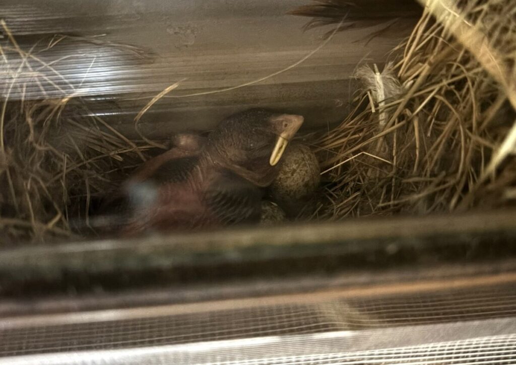 スズメの様子②（@lichemon5さんより提供）