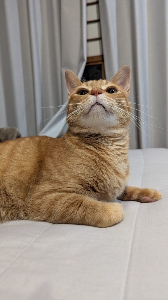 キリっとした顔（@motikiro2さんより提供）