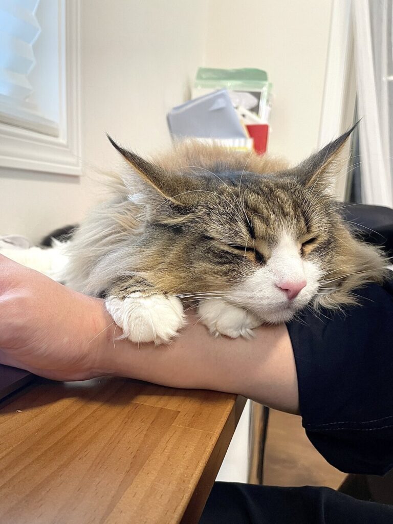 飼い主さんの腕を枕にスヤスヤ（@shiroan_chanさんより提供）