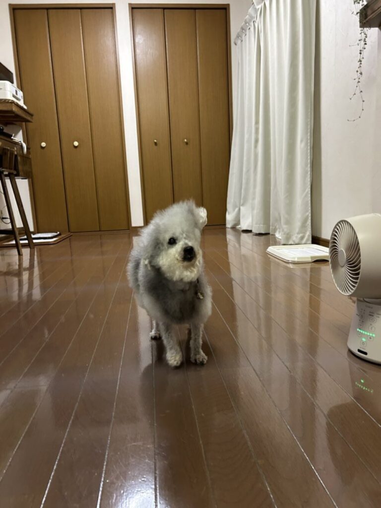 顔半分、どこいった？（@9Z8lquSv8B3FMpNさんより提供）